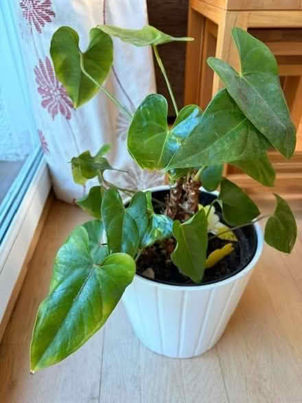Photo of free Plant (Hendon NW4) #1