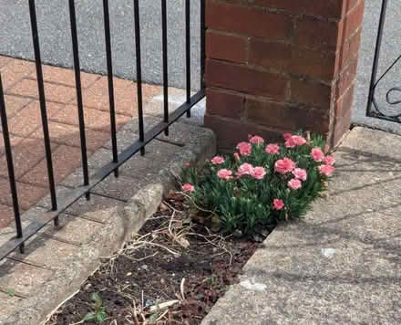 Photo of free Garden Plants (Enfield EN3) #2