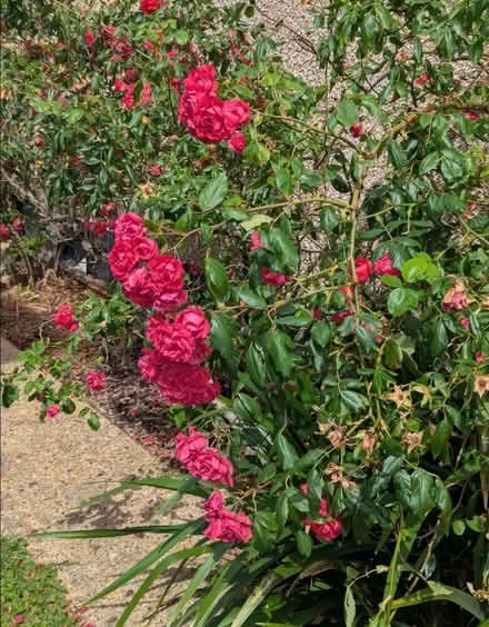 Photo of free Garden Plants (Enfield EN3) #3