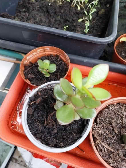 Photo of free Jade money plants (AL7 Welwyn Garden City) #1