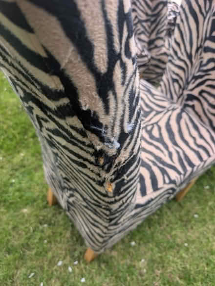 Photo of free 6 Dining Chairs (Towyn LL22) #4