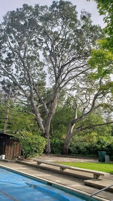 Photo of free Oak Wood (Redwood City) #1