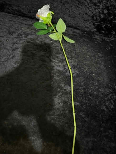 Photo of free Flowers (Birmingham B6) #3