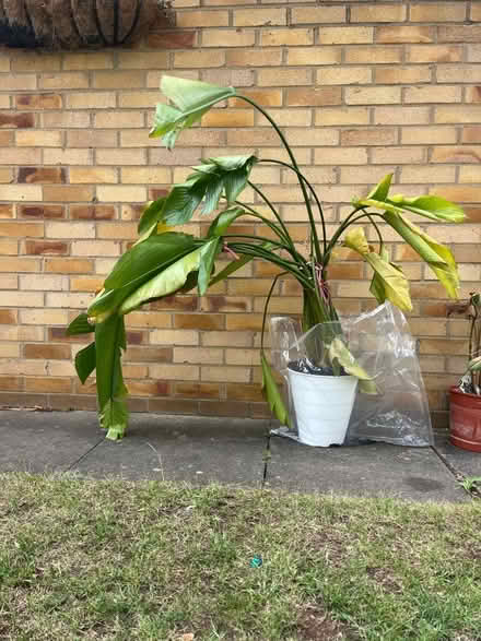 Photo of free House plants needing tlc (South Bretton PE3) #1