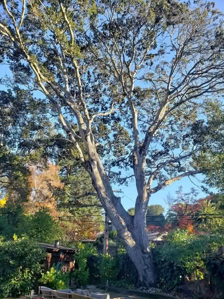 Photo of free Oak Wood (Redwood City) #2