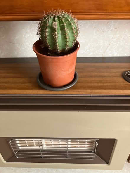 Photo of free Cacti plant (Rothley LE7) #1