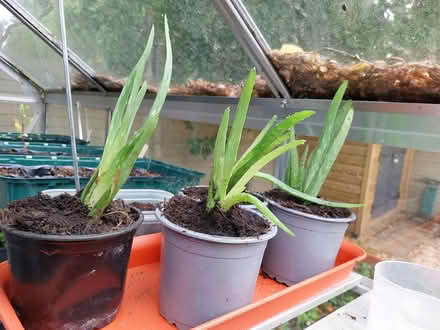 Photo of free Aloe vera plants (AL7 Welwyn Garden City) #3