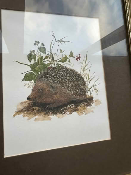 Photo of free Hedgehog and Rabbit framed prints (Bearsted) #3