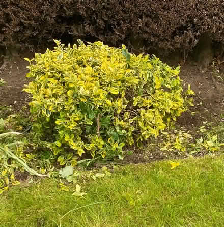 Photo of free Mature garden shrubs (Milltimber AB13) #2