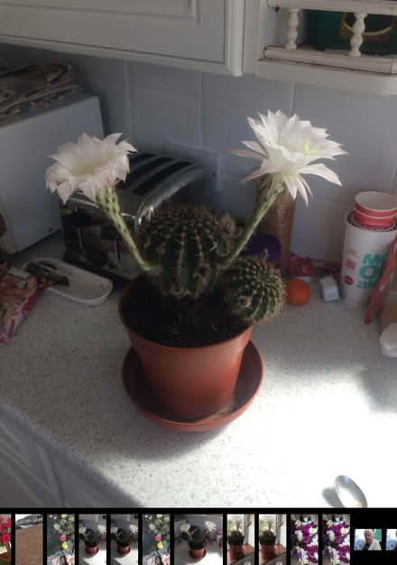 Photo of free Cacti plant (Rothley LE7) #2