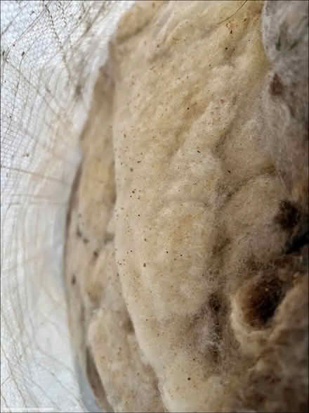 Photo of Sheep fleece for spinning/dying (Ward Green IP14) #1