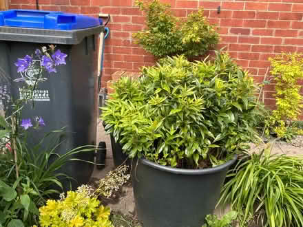 Photo of free Christmas box - Sarcocoa ruscifolia (Rakeway ST10) #2