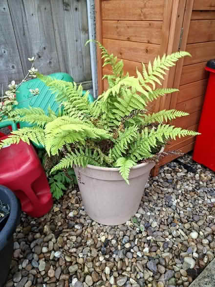 Photo of free Fern in pot (Dronfield Woodhouse S18) #1
