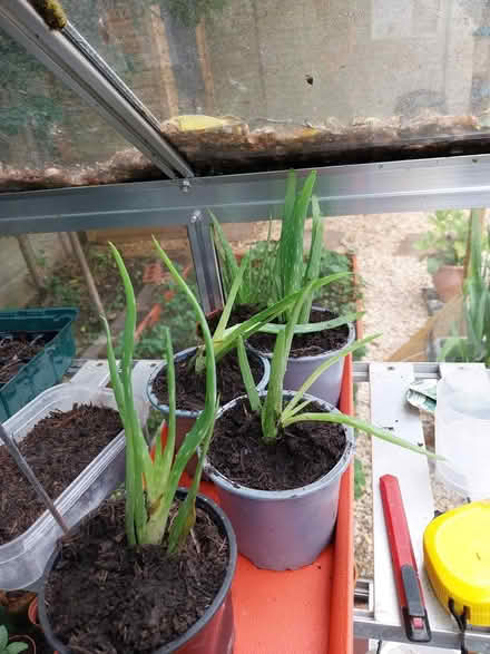 Photo of free Aloe vera plants (AL7 Welwyn Garden City) #4