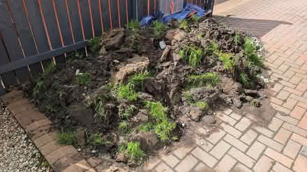 Photo of free turf and soil (Hogganfield G33) #1