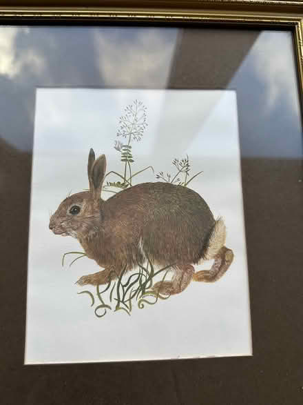 Photo of free Hedgehog and Rabbit framed prints (Bearsted) #2