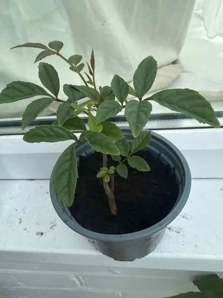 Photo of free Ash Tree saplings (Norbury CR7) #2