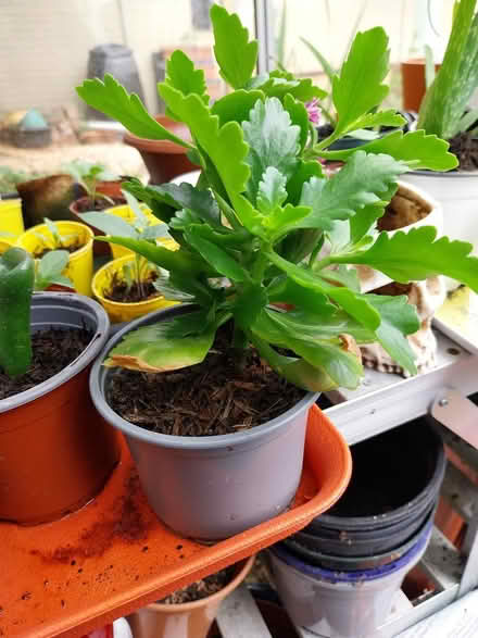 Photo of free Pink kalanchoe (AL7 Welwyn Garden City) #2