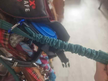Photo of free Halti lead (BN3) #2