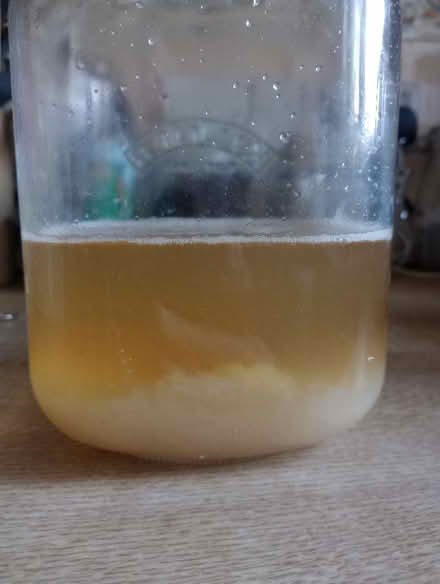 Photo of free Water kefir grains (Kingsway BA2) #1