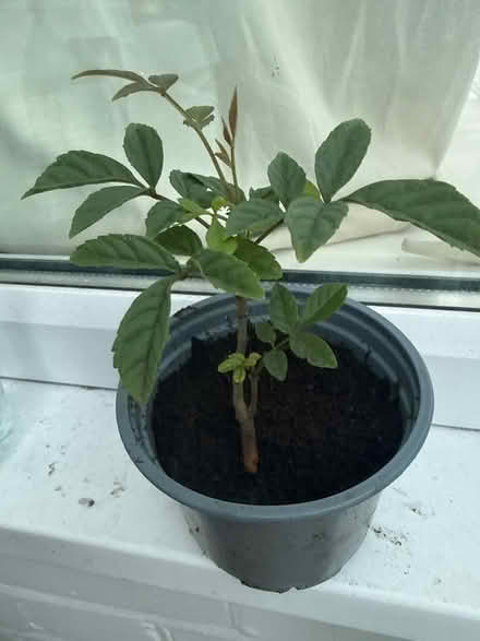 Photo of free Ash Tree saplings (Norbury CR7) #1