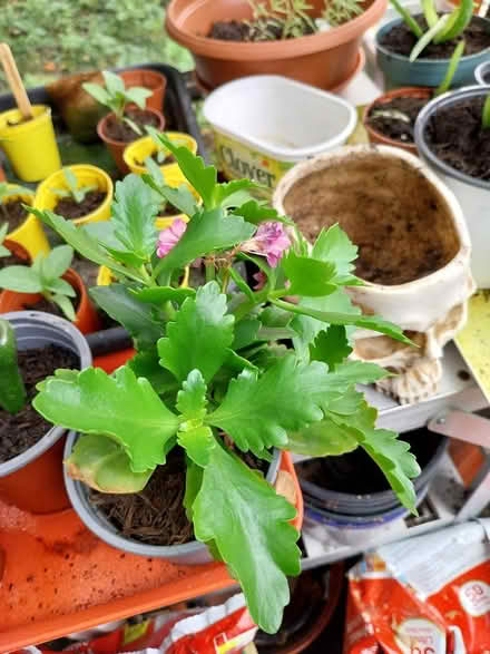 Photo of free Pink kalanchoe (AL7 Welwyn Garden City) #1