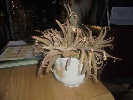 Photo of free Aloe vera plant (Hoscar L40) #1