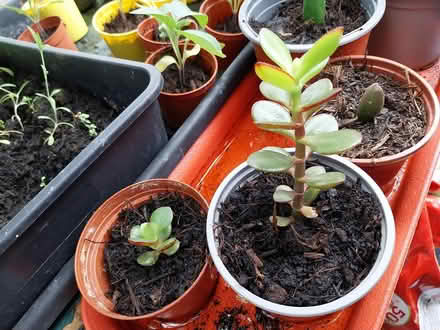Photo of free Jade money plants (AL7 Welwyn Garden City) #2