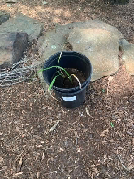 Photo of free Plants (Bolton, MA) #3
