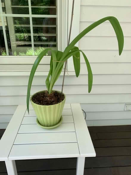Photo of free Plants (Bolton, MA) #1