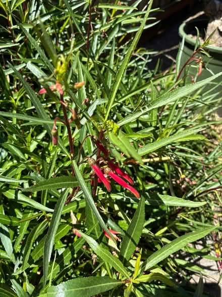 Photo of free Fire cracker penstemon (Union City near Quarry Lakes) #1