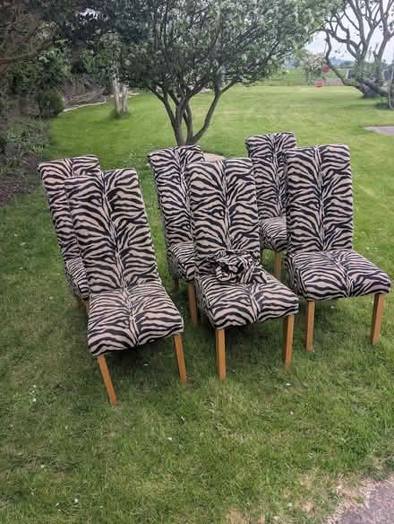 Photo of free 6 Dining Chairs (Towyn LL22) #1