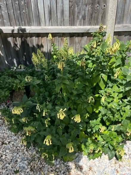 Photo of free Large Cape Fuschia (CT9 5) #1