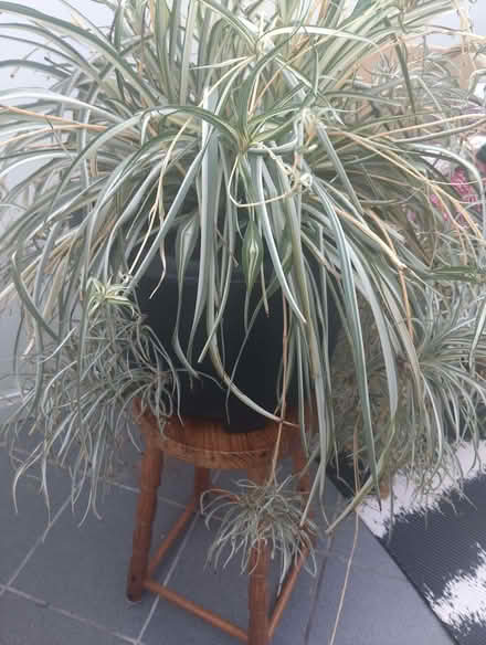 Photo of free Spider plant (Scotches DE56) #1