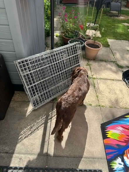 Photo of free Dog crate (Milton OX14) #1