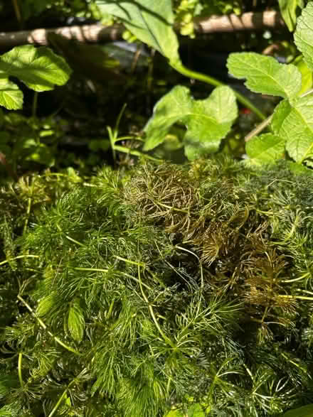 Photo of free Oxygenating Pond Plant (Southwick Green) #1