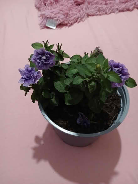 Photo of free Petunia tumbelina (Near Dollis Hill Station) #1