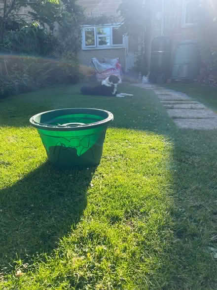 Photo of free Christmas tree stand (BA2, Bath.) #3