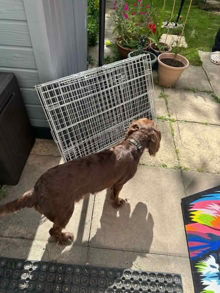 Photo of free Dog crate (Milton OX14) #2