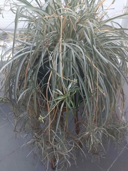 Photo of free Spider plant (Scotches DE56) #2