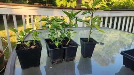 Photo of free Pepper, BES vine transplants (Apex-Ten Ten and Holly Springs) #1