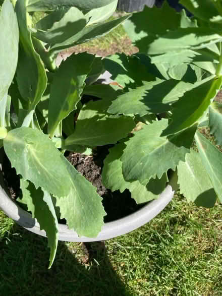 Photo of free Sedum (Letchworth wilbury) #3