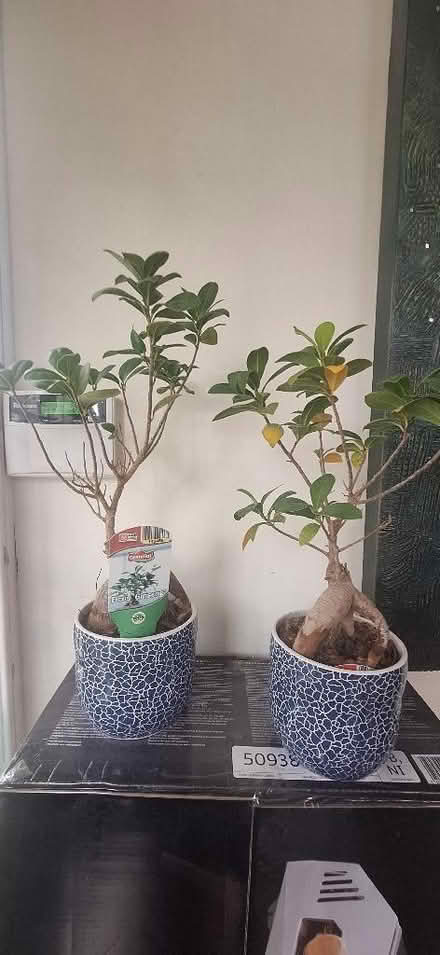 Photo of free Plants (Fenham NE4) #1
