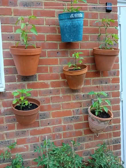 Photo of Plastic flower pots (Portslade by Sea BN3) #1