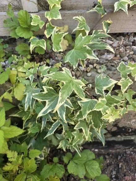 Photo of free Variegated ivy (Oldfield Park BA2) #1