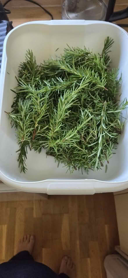Photo of free Rosemary (Horley) #1