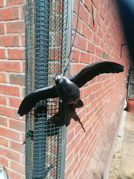 Photo of free Bird decoy (Emscote CV32) #1