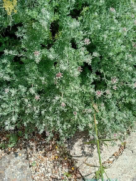 Photo of free Plants (Melbourn SG8) #3