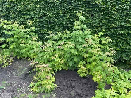 Photo of free Raspberry plants (Horsforth LS18) #1