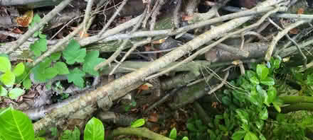 Photo of free Kindling, wood take all you want (Springfield ME16) #2